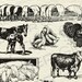 Vintage Farm Animal Illustrations Printable Farm Animals Clipart Farm ...
