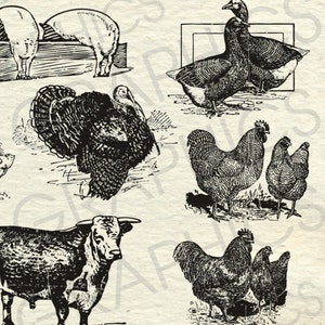 Vintage Farm Animal Illustrations Printable Farm Animals Clipart Farm ...