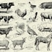 Vintage Farm Animal Illustrations Printable Farm Animals Clipart Farm ...