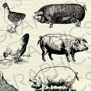 Vintage Farm Animal Illustrations Printable Farm Animals Clipart Farm ...