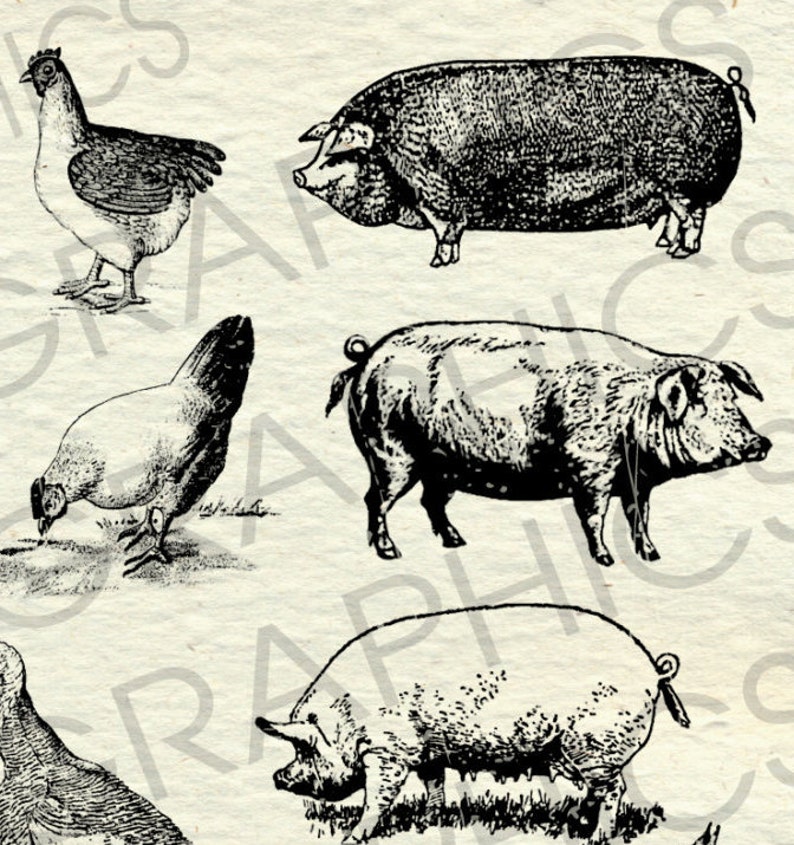 Vintage Farm Animal Illustrations Printable Farm Animals Etsy vintage-farm-animal-illustrations-printable-farm-animals-etsy