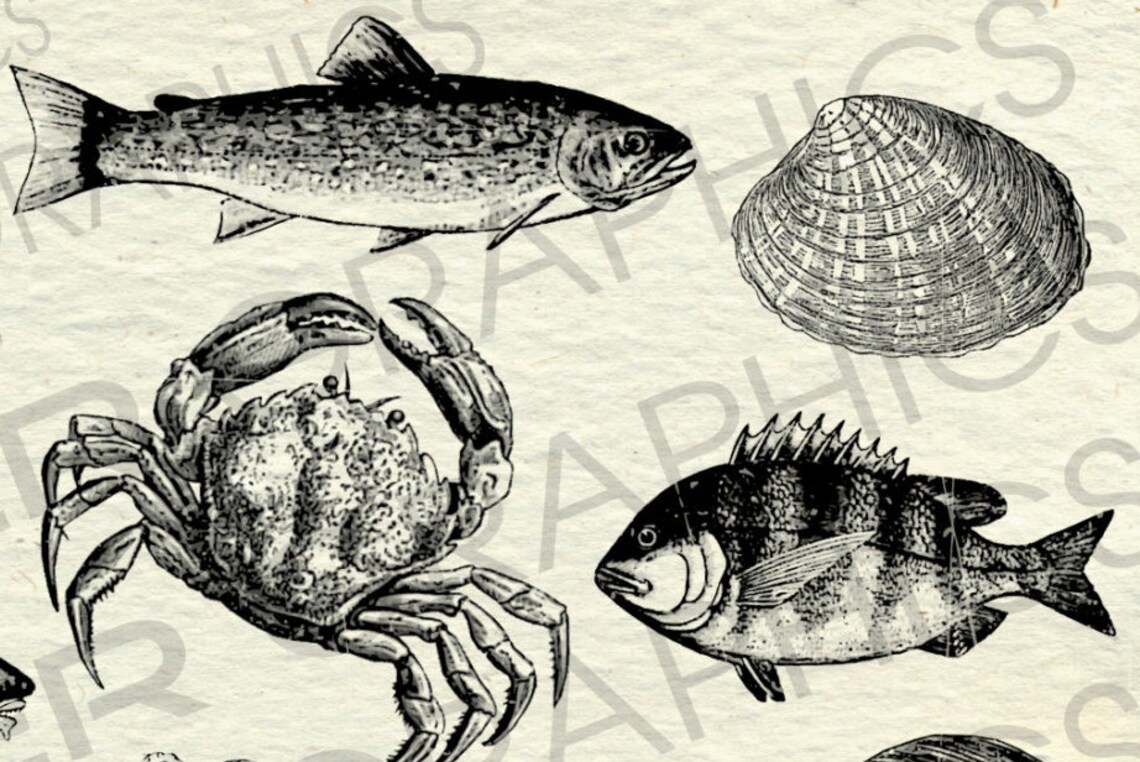 Vintage Seafood Illustrations ClipArt Printable Sea Creature | Etsy