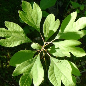 Sassafras (Sassafras albidum) Double Extracted Tincture 30mL - Wild Foraged - Tincture