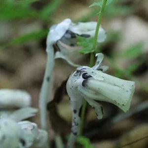 Ghost Pipe (Monotropa Uniflora) Tincture 30mL - Wild Foraged - Tincture