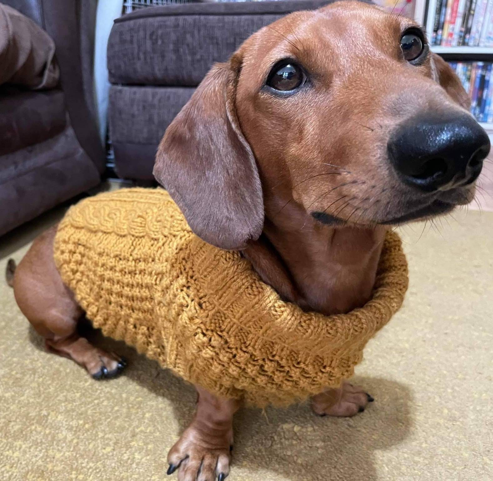 wiener dog sweater