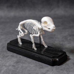 3D gedrucktes Schwein Skelett auf Holzsockel