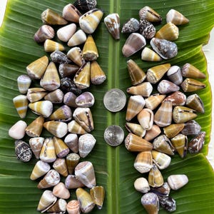 May include: A collection of cone-shaped seashells in various colors, including tan, brown, white, and purple, are arranged on a large green leaf. Two US quarter coins are placed among the shells. The shells vary in size and pattern.