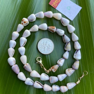 May include: A necklace made of white and tan seashells with a gold clasp. The shells are strung together in a repeating pattern. A US dime is next to the necklace for size comparison. The necklace is on a green leaf.