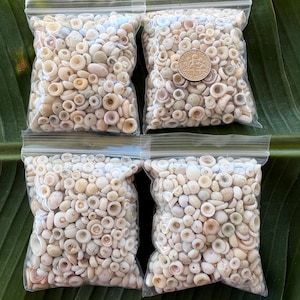 Hawaiian Puka Shells mini size