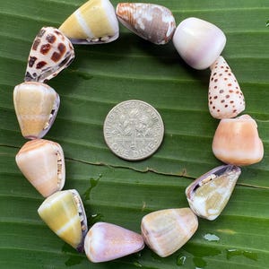 May include: A collection of various seashells in shades of tan, brown, and white, arranged in a circle around a US dime coin. The shells are on a green leaf.