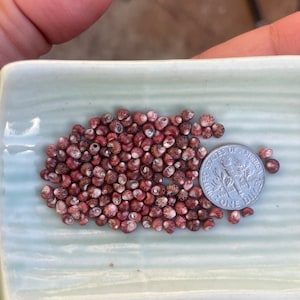 May include: A collection of small, reddish-brown seashells with spiral patterns, displayed on a light green rectangular dish. A US dime is placed next to the shells for size comparison. The shells have a variety of textures and shades.