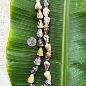 May include: A necklace made of various seashells in shades of white, brown, and yellow. The shells are strung together with a gold-colored chain and clasp. The necklace is displayed on a large green leaf.