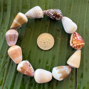 May include: A circular arrangement of eleven assorted cone shells surrounding a United States one dime coin. The shells display various natural patterns and colors, including shades of brown, white, and tan, with some featuring speckled or mottled markings.