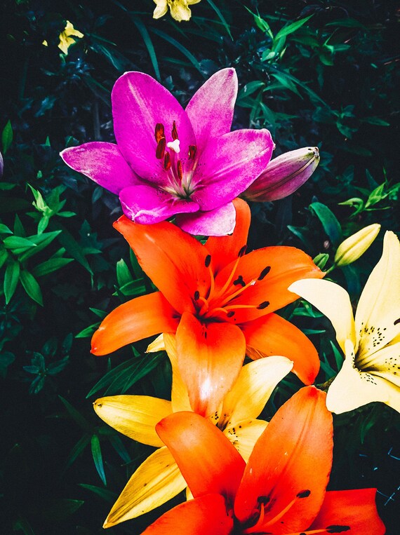 Orange Lilies Pink Flowers Yellow Flowers Flower Prints Etsy
