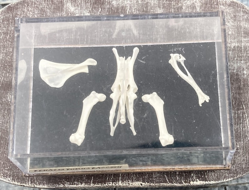 Assorted Bones - Pelvis, Leg Bones, Shoulder Blade and Arm Bone in ...