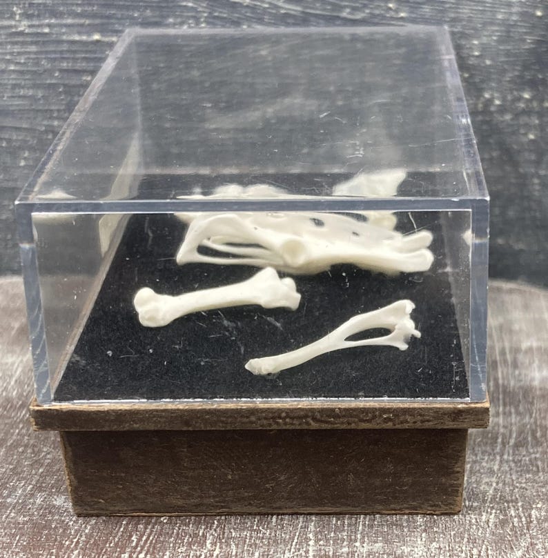 Assorted Bones - Pelvis, Leg Bones, Shoulder Blade and Arm Bone in ...