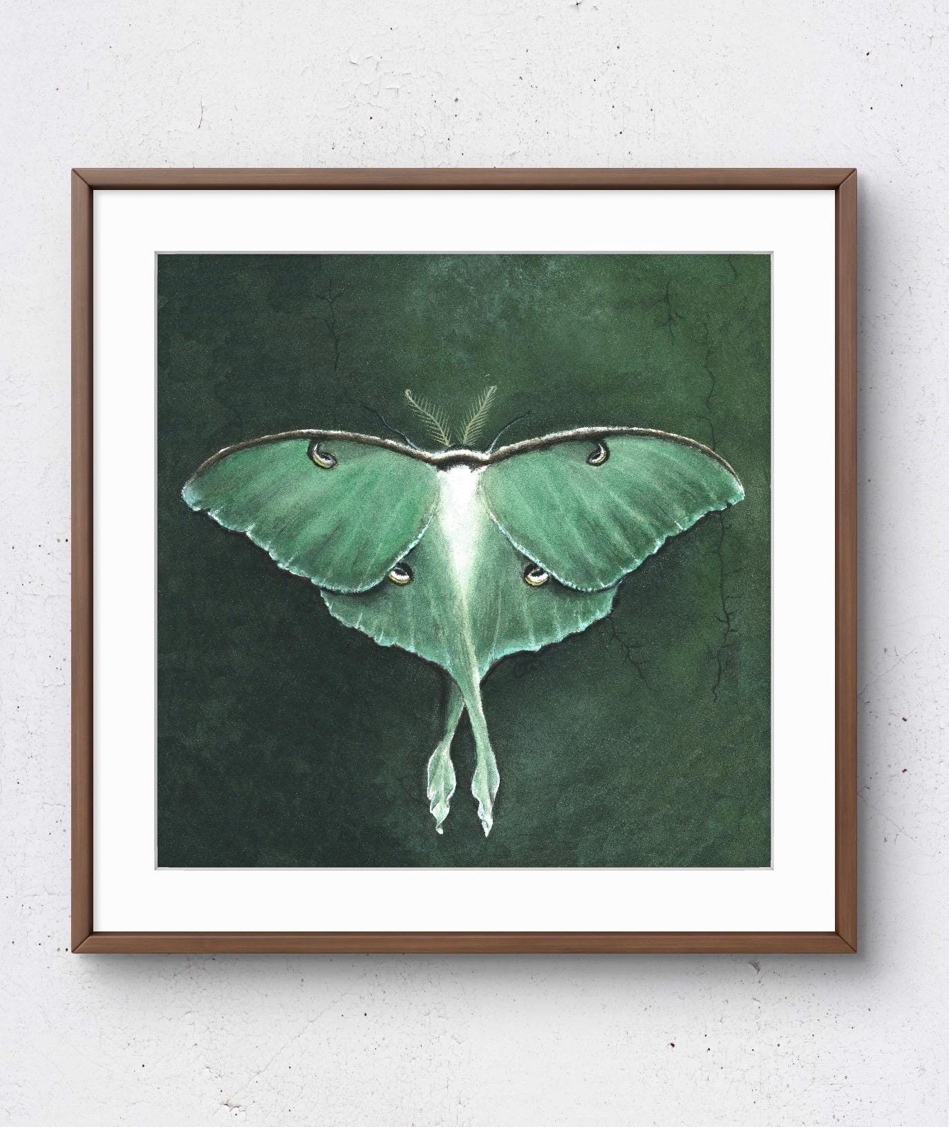 Square Luna Moth - Giclee Print - Watercolor, 5x5, 8x8 inches.