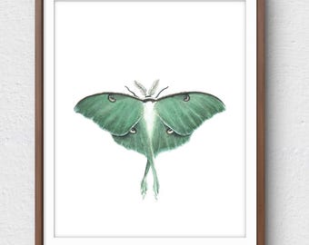 Luna Moth Watercolor Giclée Print: Fine Art Insect Illustration