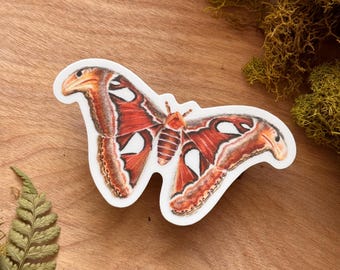 Atlas moth die cut waterproof sticker, 3 x 1.6 inch.