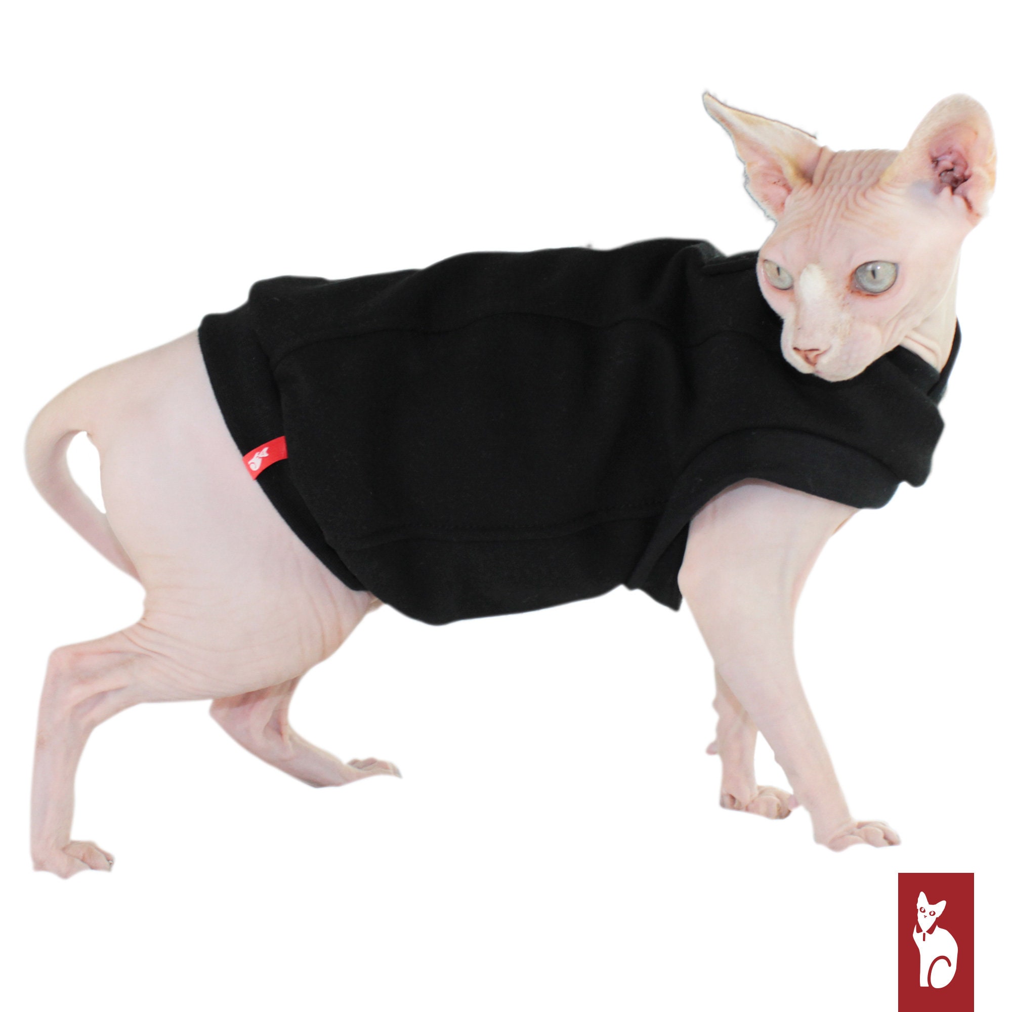 Beautiful Winter Sphynx Cat Hairless Cats Wearing Coat in Snow 