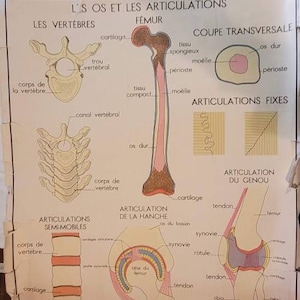 French anatomy poster, Vintage poster, Mid Century poster, French poster