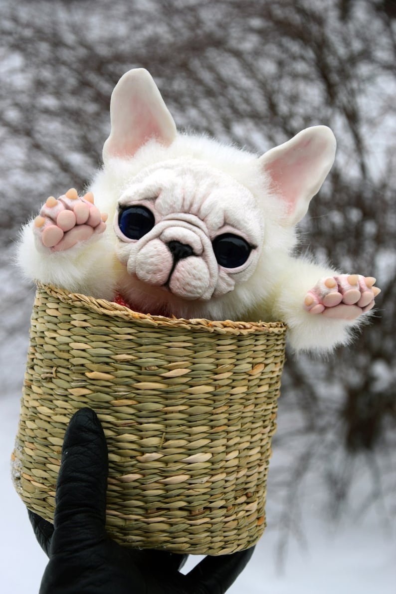 French Bulldog