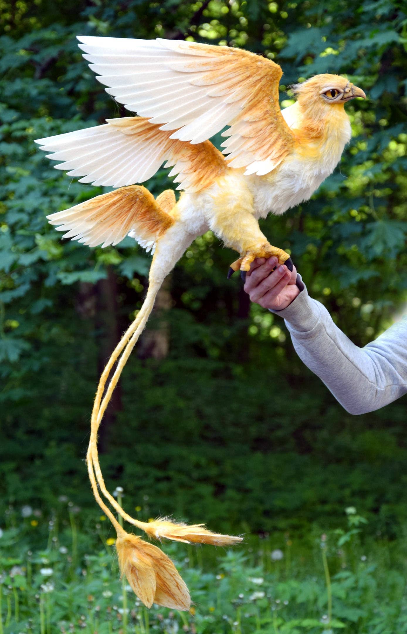 Феникс птица фото в реальной жизни как выглядит