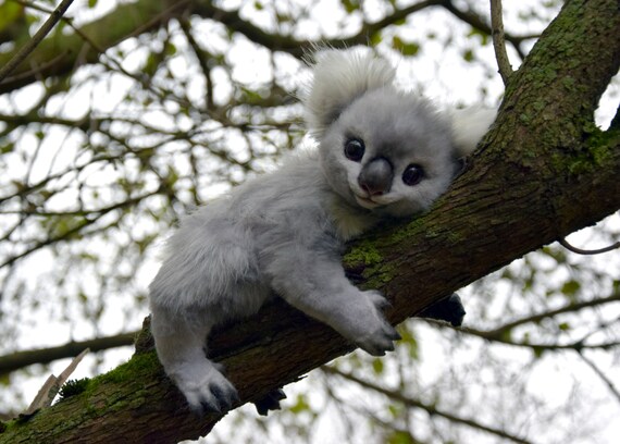 Baby Koala Etsy Baby Koala Etsy