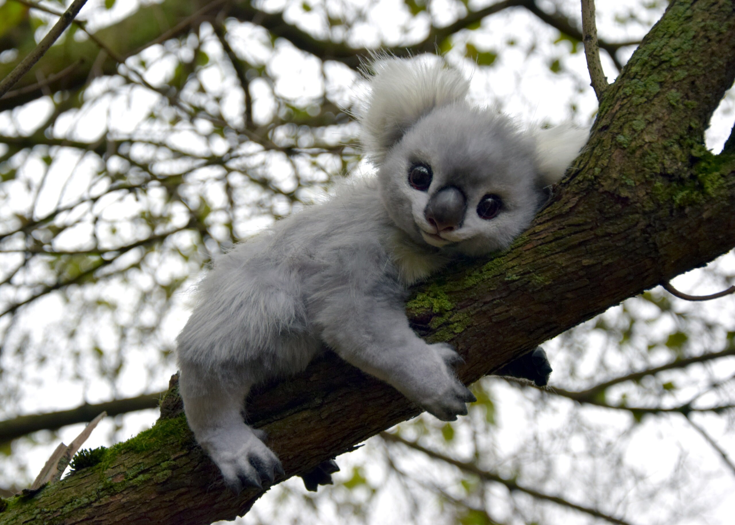 Baby Koala Etsy