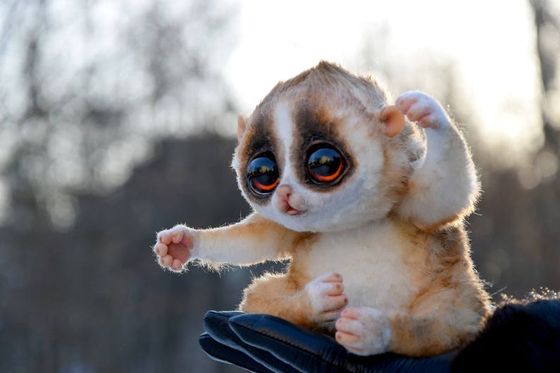 Pygmy Slow Loris Etsy