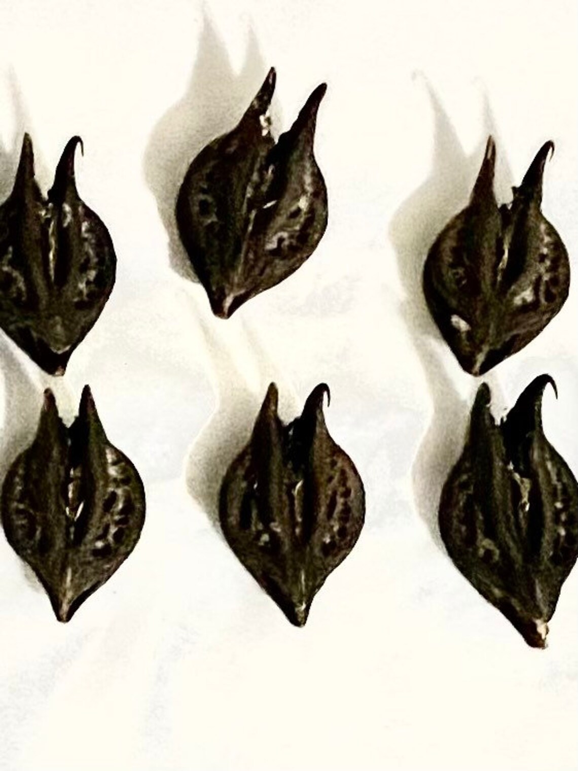 DEVIL HEAD Pods BAT Head Pods Bats Head Roots Goats Head Etsy