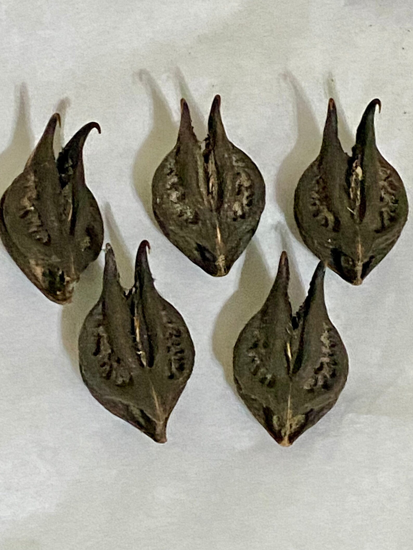 DEVIL HEAD Pods BAT Head Pods Bats Head Roots Goats Head Etsy
