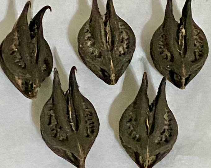 DEVIL HEAD Pods, BAT Head Pods, Bats Head Roots, Goats Head Root. Only