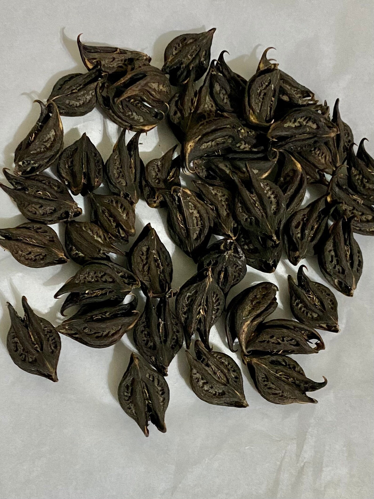 DEVIL HEAD Pods BAT Head Pods Bats Head Roots Goats Head Etsy