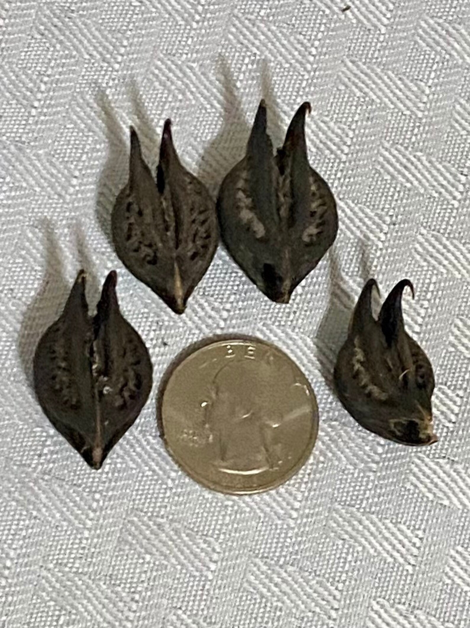 DEVIL HEAD Pods BAT Head Pods Bats Head Roots Goats Head Etsy