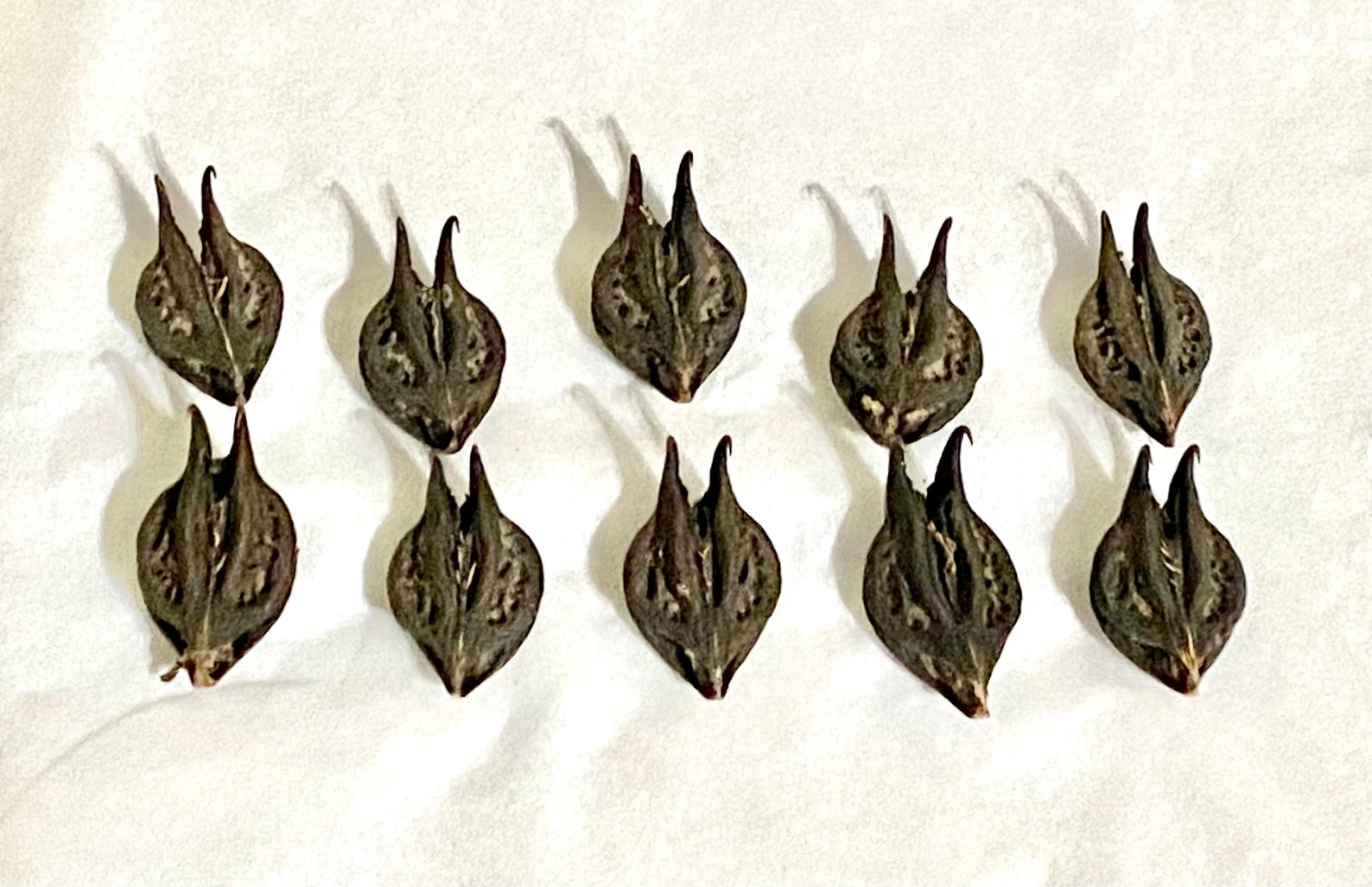 DEVIL HEAD Pods BAT Head Pods Bats Head Roots Goats Head Etsy