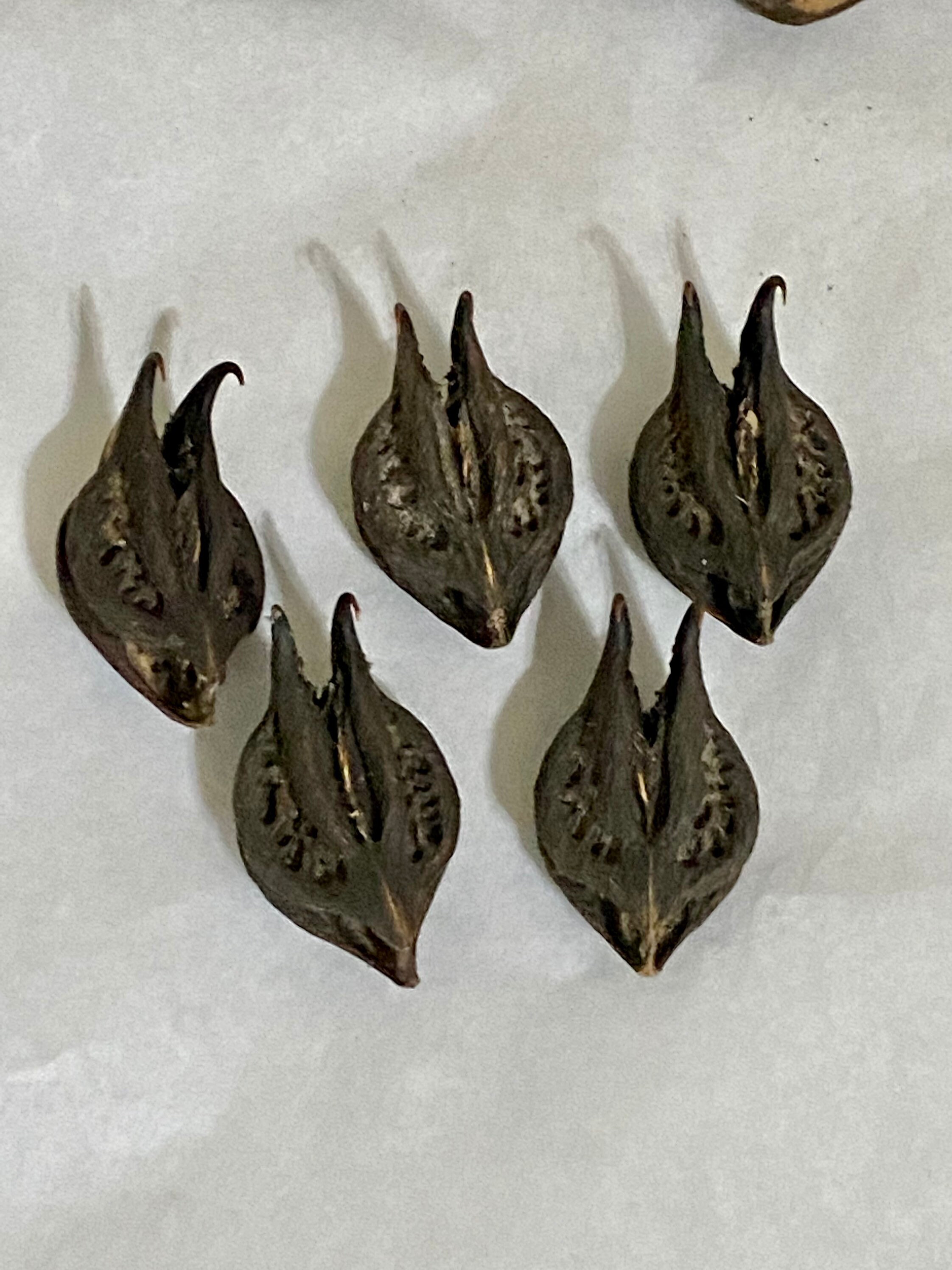 DEVIL HEAD Pods BAT Head Pods Bats Head Roots Goats Head Etsy