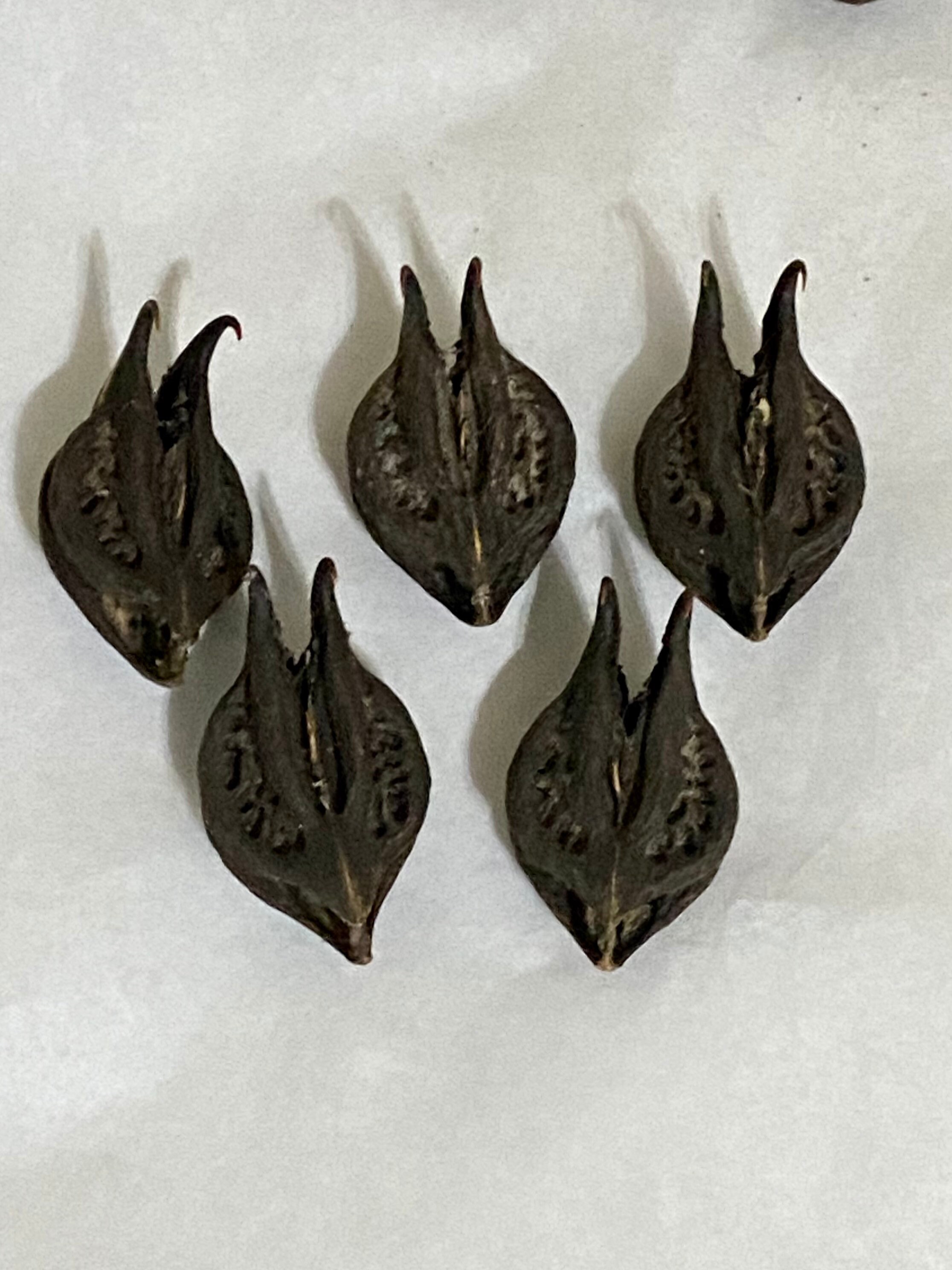 DEVIL HEAD Pods BAT Head Pods Bats Head Roots Goats Head Etsy