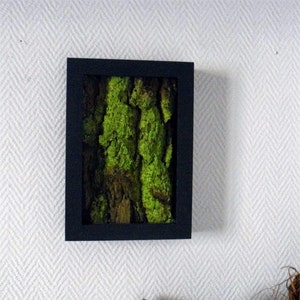 Schors schilderen, schorsframe, schorsframe, berk, berk, schorsframe, plantframe, organisch kunstwerk, plantontwerp, groen