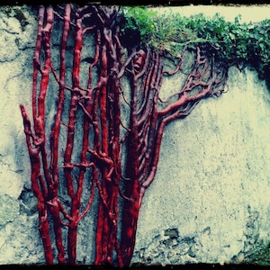 Ivy, ivy sculpture sculpture, wood carving, wood carving, wall sculpture, wall sculpture, sculpture roots, plant design, green image 1