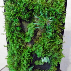 Plant painting, plant wall, plant frame, green wall, lichen frame, bark framework, organic artwork, plant design, green