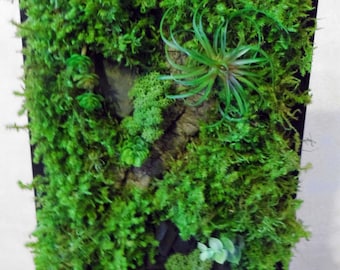 Plant painting, plant wall, plant frame, green wall, lichen frame, bark framework, organic artwork, plant design, green