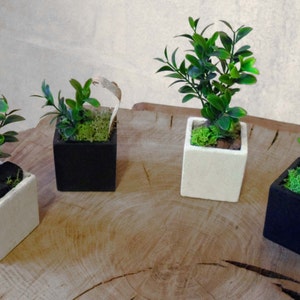 Peut inclure: Quatre petits pots carrés avec de la verdure artificielle. Deux pots sont blancs et deux sont noirs. Chaque pot contient une petite plante avec des feuilles vertes, de la mousse et des éléments décoratifs. Les pots sont disposés sur une surface en bois.