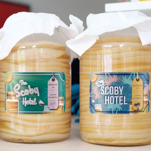 Pode incluir: Dois frascos de vidro com um pano branco cobrindo a parte superior. Os frascos contêm um líquido amarelo com camadas de uma substância branca. Cada frasco tem um rótulo que diz "The SCOBY Hotel" com um design tropical e uma etiqueta que diz "estabelecido em... ocupação atual..."