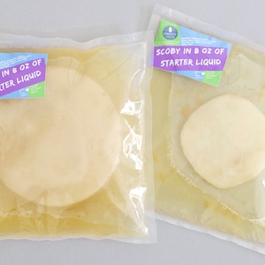 SCOBY culture for Kombucha Brewing