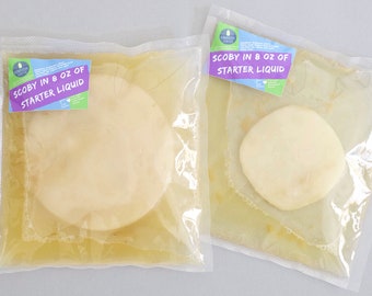 SCOBY culture for Kombucha Brewing