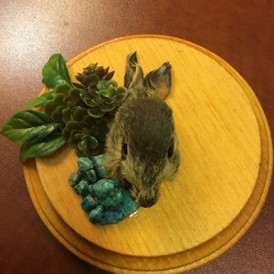 May include: A small, preserved animal head mounted on a wooden plaque. The head is gray and brown with a small, pointed nose. The plaque is decorated with green succulents and turquoise stones.