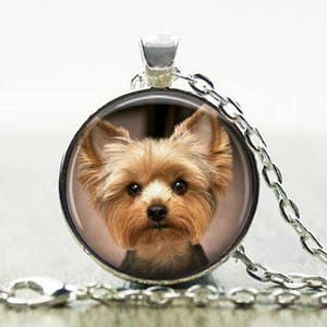 Silver yorkshire terrier sales