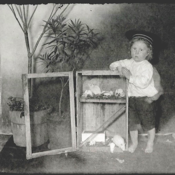 Original Vintage B&W Glass Plate Negative Young Boy And His Pet Rats  Buster Brown Hat 5 x 7