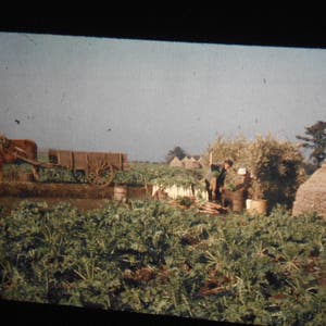 Vtg 35mm Color Slide Japan Rural Farm Near Camp McGill 1950&#39;s